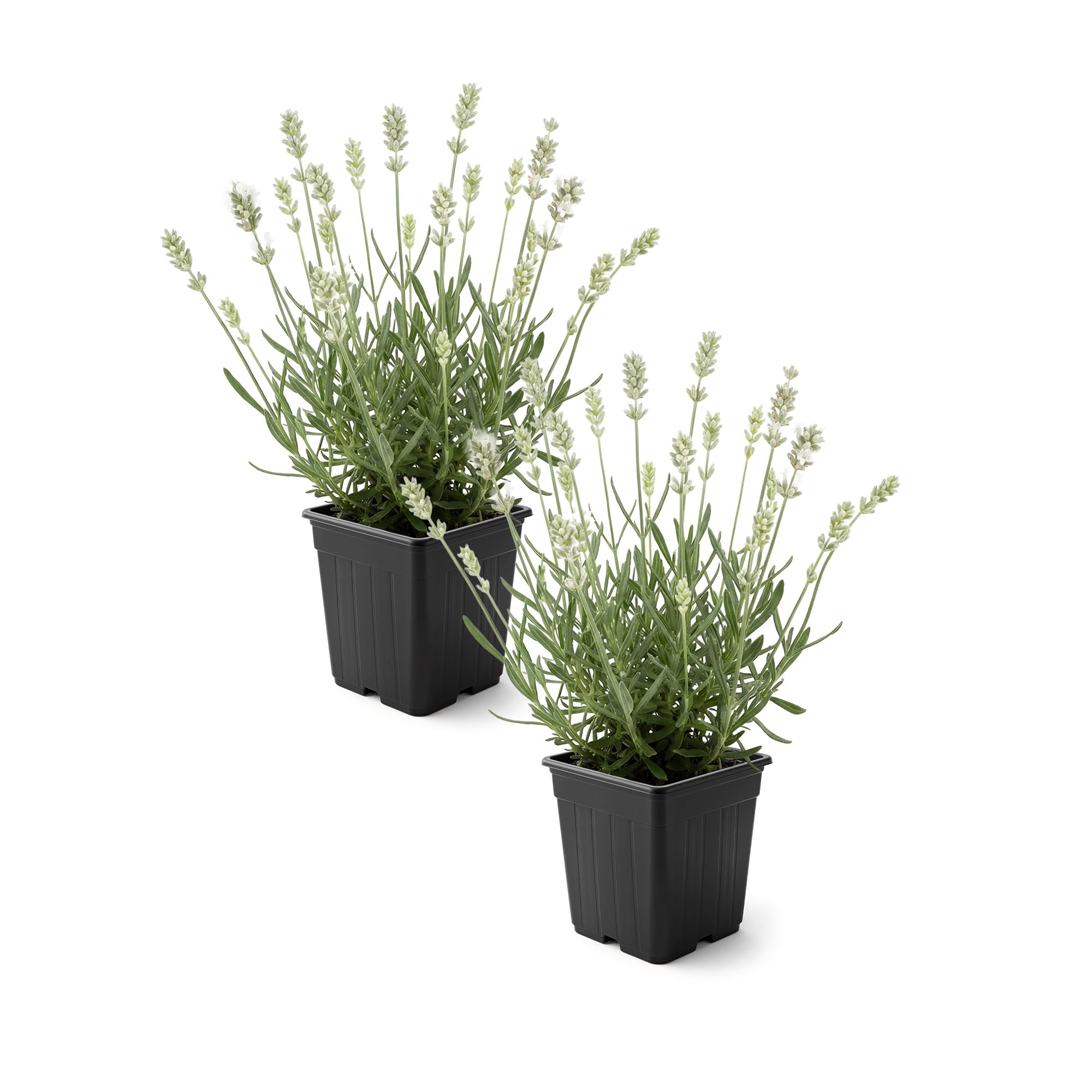 Two white lavender plants in 1 quart pots