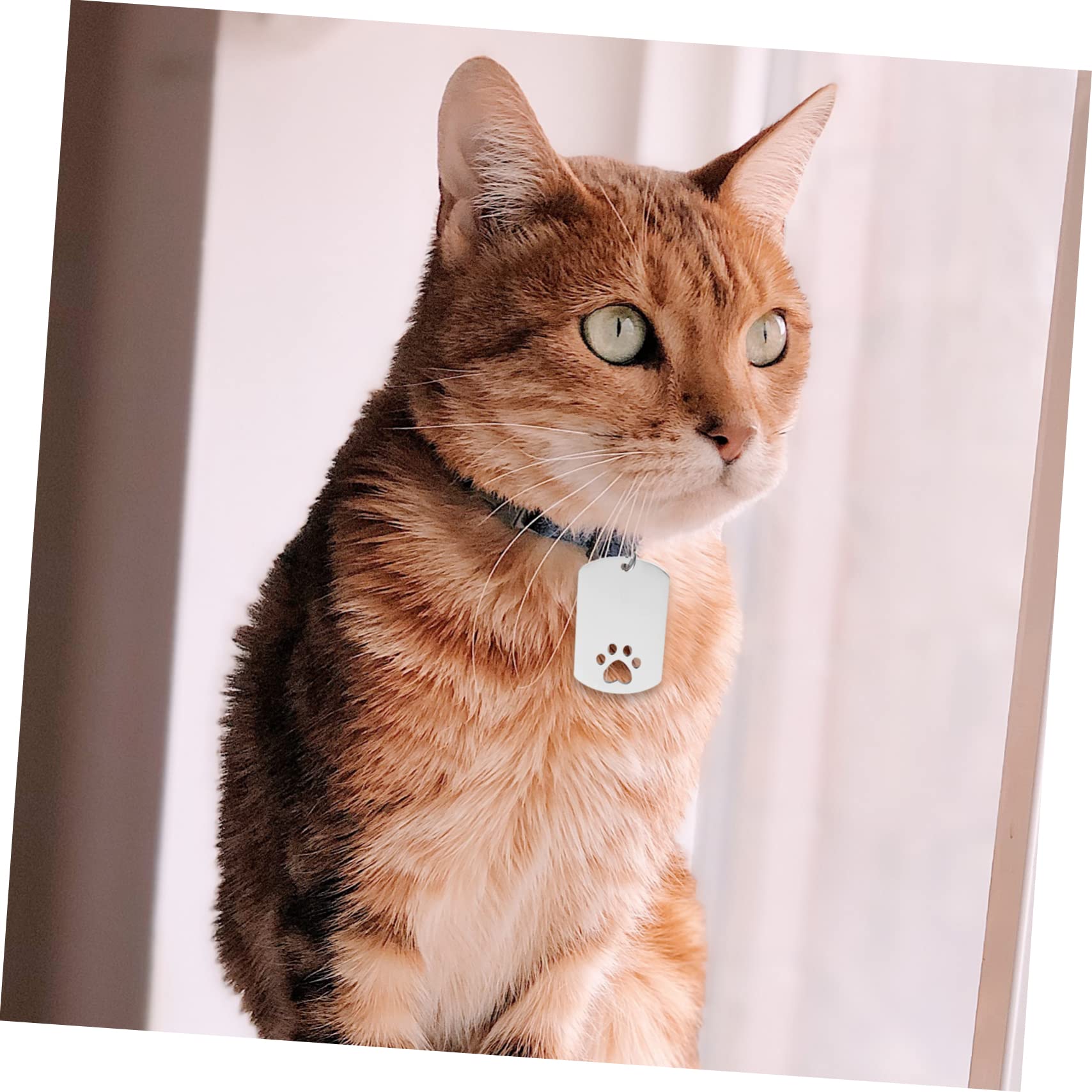FRCOLOR 20pièces Étiquettes Identification Acier Forme De Patte Pour Chiens Et Médaille Personnalisable Pour Animaux De Compagnie Plaques à Graver