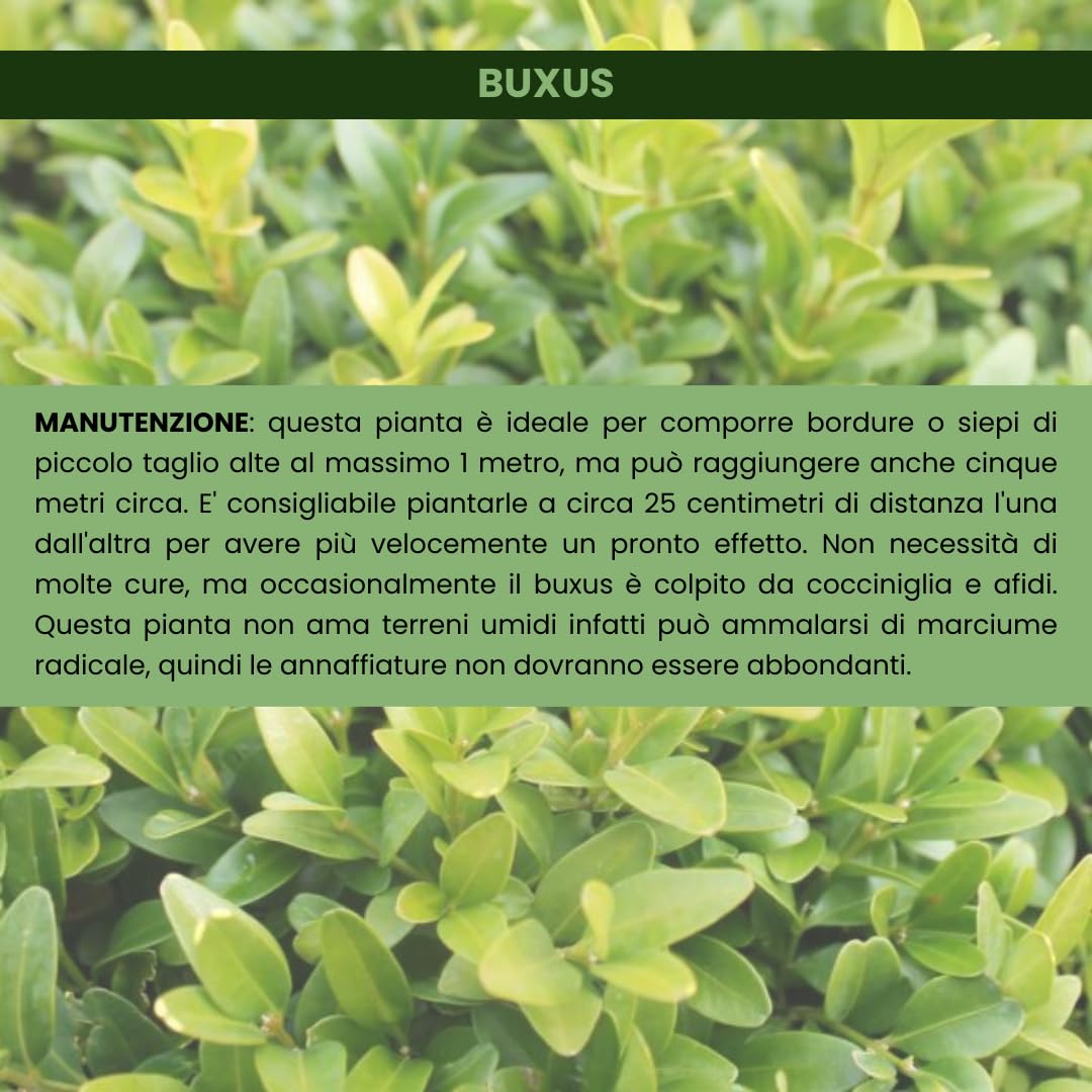 Buxus Bosso Sempreverde, 50 Piante, Vaso 14cm | Arbusto a crescita lenta, Ideale per siepi e bordure, Ideale per topiaria, Foglie piccole verde brillante, Foglie aromatiche