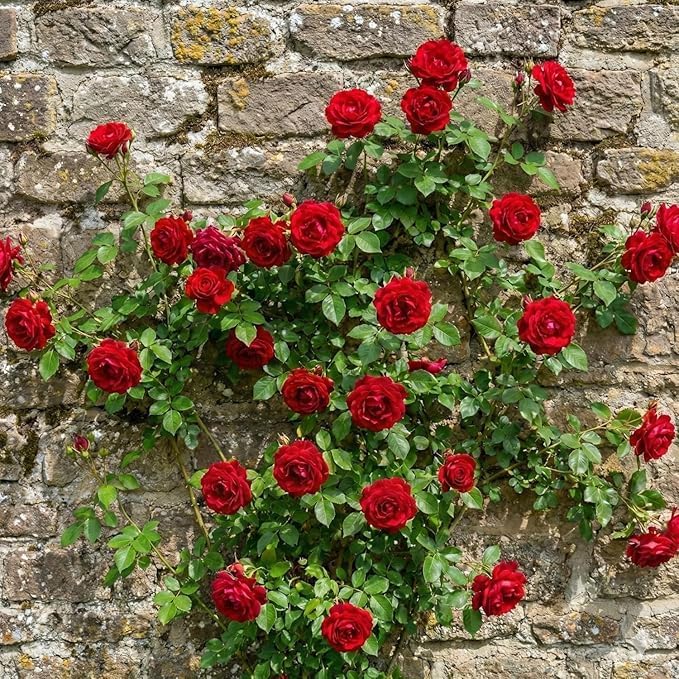 Image of Rare Original Red Climbing Rose Live Plant with Pot Fragrant Flowering Vine | Fast Growing Creeper Rose Plant for Balcony Terrace Wall Fence Garden | (Rose Plant Pack of 1) (RED CLIMBING ROSE)