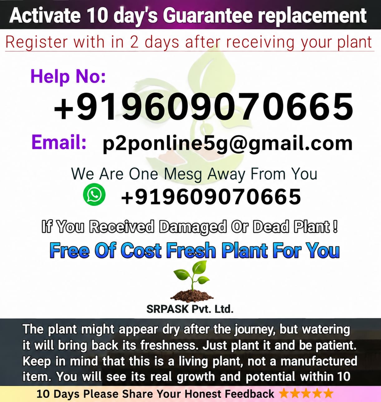 Areca Palm Live Plant - Air Purifier & Decor -5 Areca Palm Live Plant - Air Purifier & Decor -5