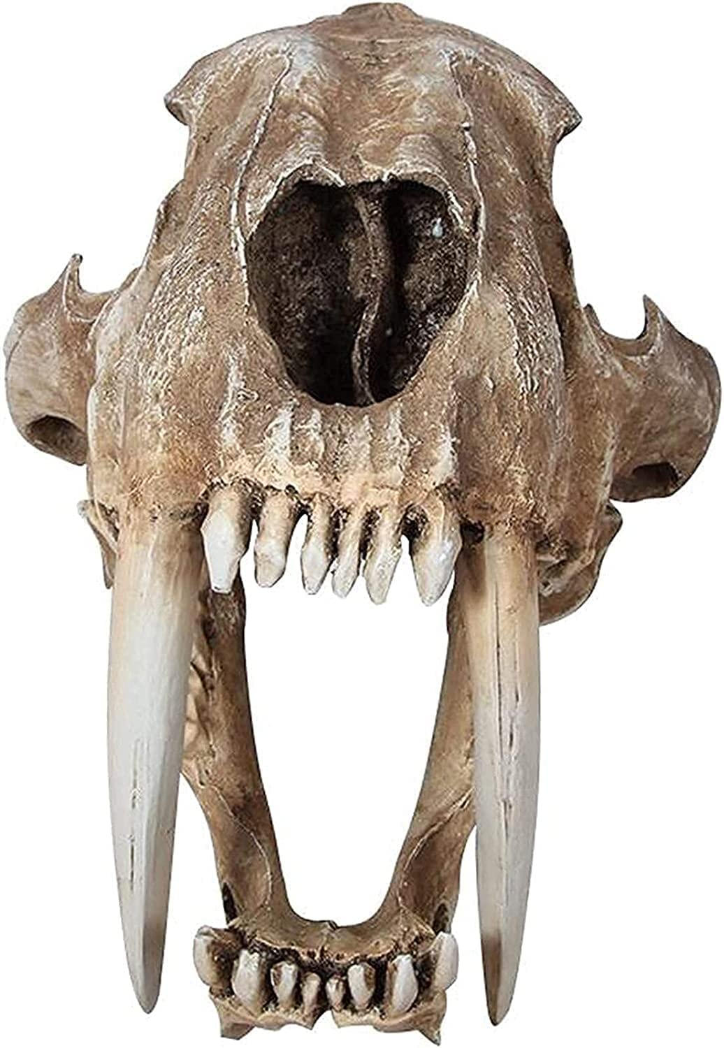 木彫　剣歯虎　サーベルタイガー　スミロドン　頭骨模型　7cm 木彫 剣歯虎 サーベルタイガー スミロドン 頭骨模型 7cm 楽天市場