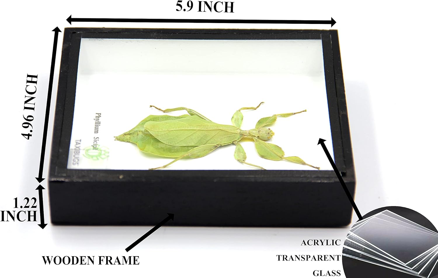 Leaf Insect Phylium Sicipholium Genuine Bug Green Brown Taxidermy Butterfly Insect Box Framed Display (Black Wooden Box)