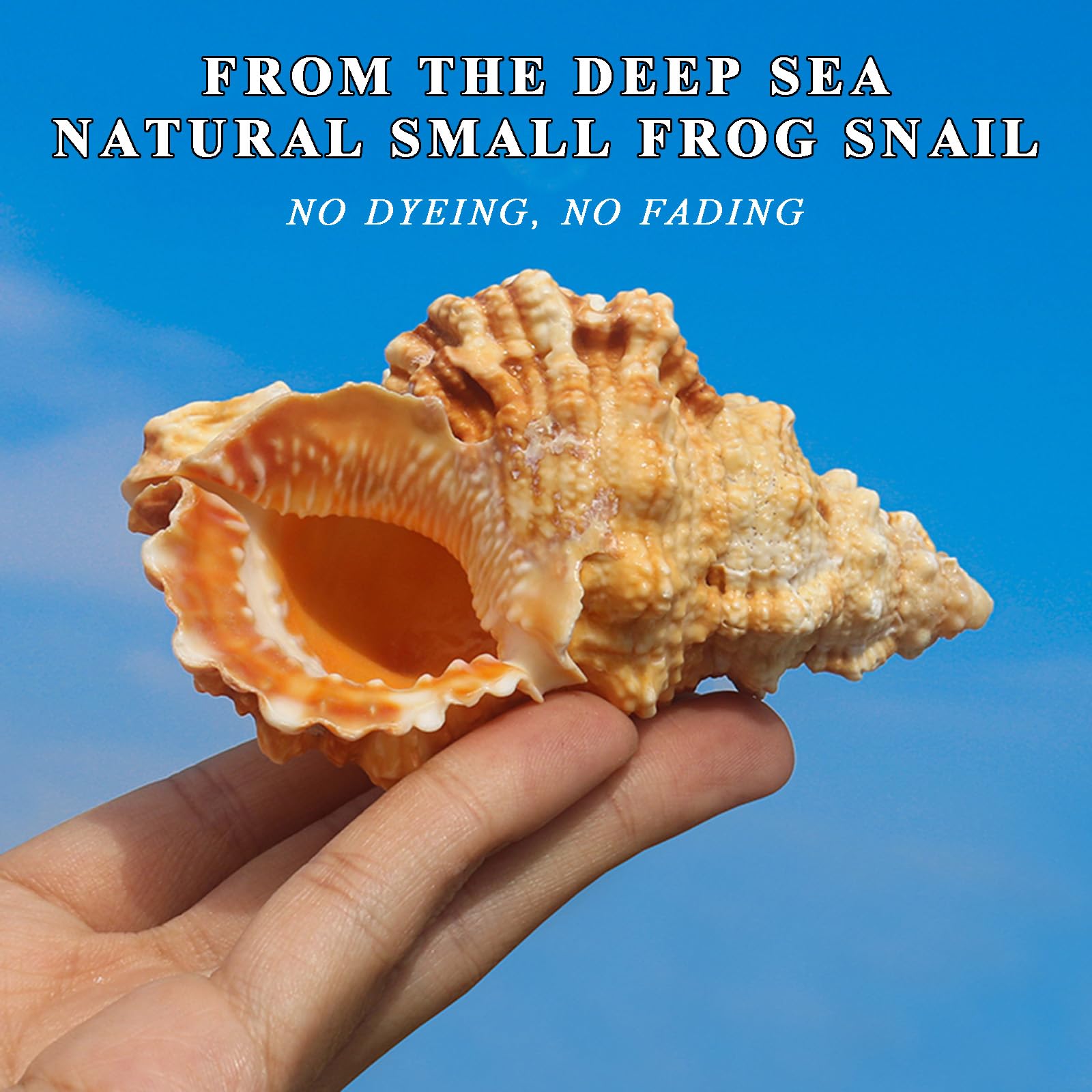 特大！！】巻貝さん☆ 貝殻 エアプランツ シーグラスアート 標本 巻貝