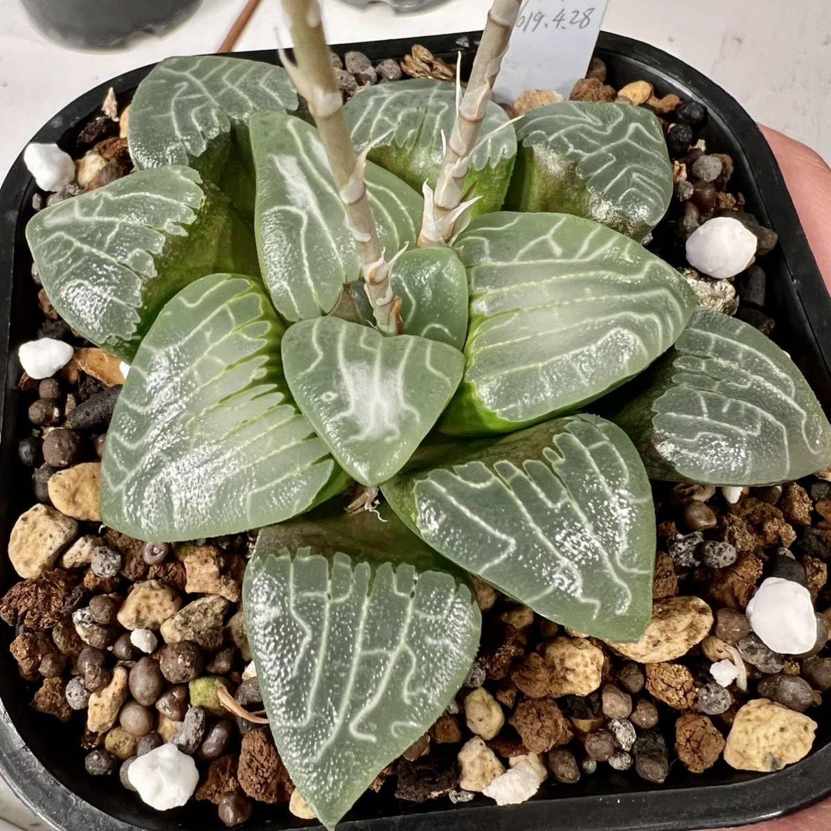 多肉植物 ハオルチア 玉玲瓏 x 裏般若 自宅実生未繁殖苗令和5