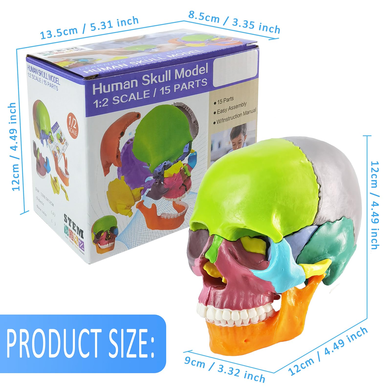 EVOTECH SCIENTIFIC Modello Cranio In Miniatura Umano, Piccolo Cranio Con Cervello, Puzzle Cranio, Testa Umana Con Cervello Per Imparare, Visualizzazione Educativa