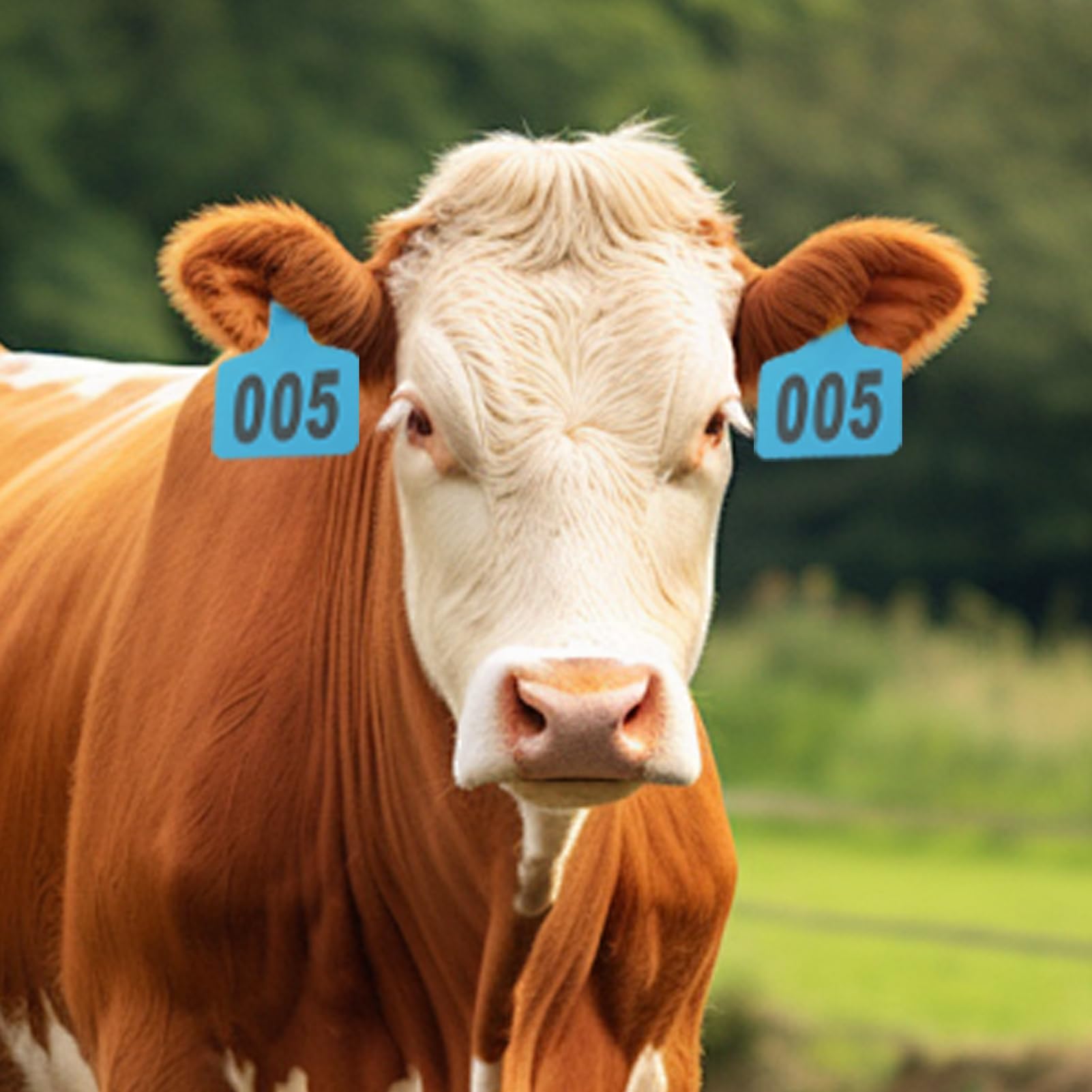 Boucles Auriculaires Pour Bovins | Étiquettes de pour Moutons - Étiquettes Numérotées 001-100 avec Applicateur pour Gestion d'Élevage Bovins Ovins Caprins