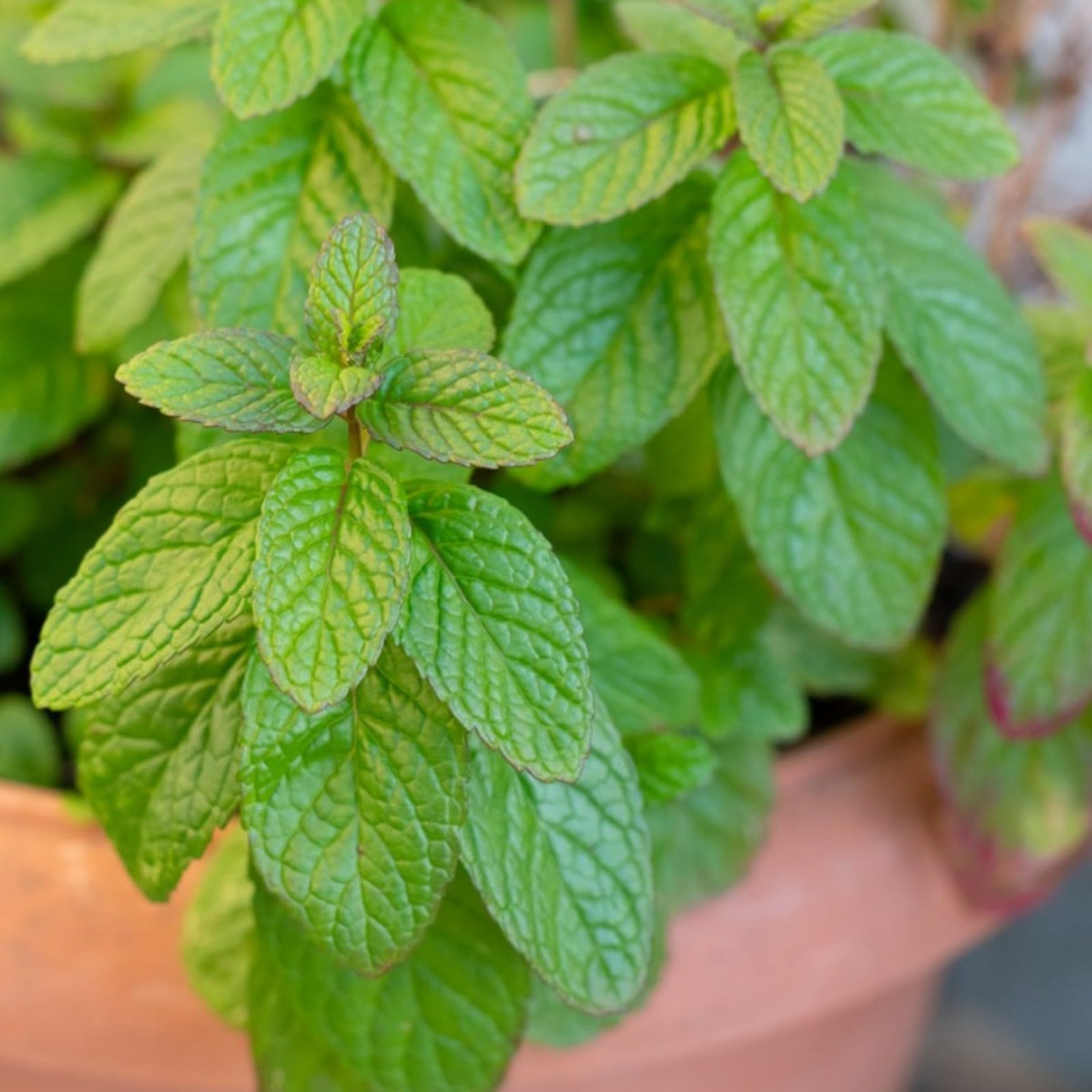 Carbeth Plants - Herb Plants - Grow Your Own Herb Garden - Spearmint Plant in 13cm Pot - Mentha spicata for Culinary Use