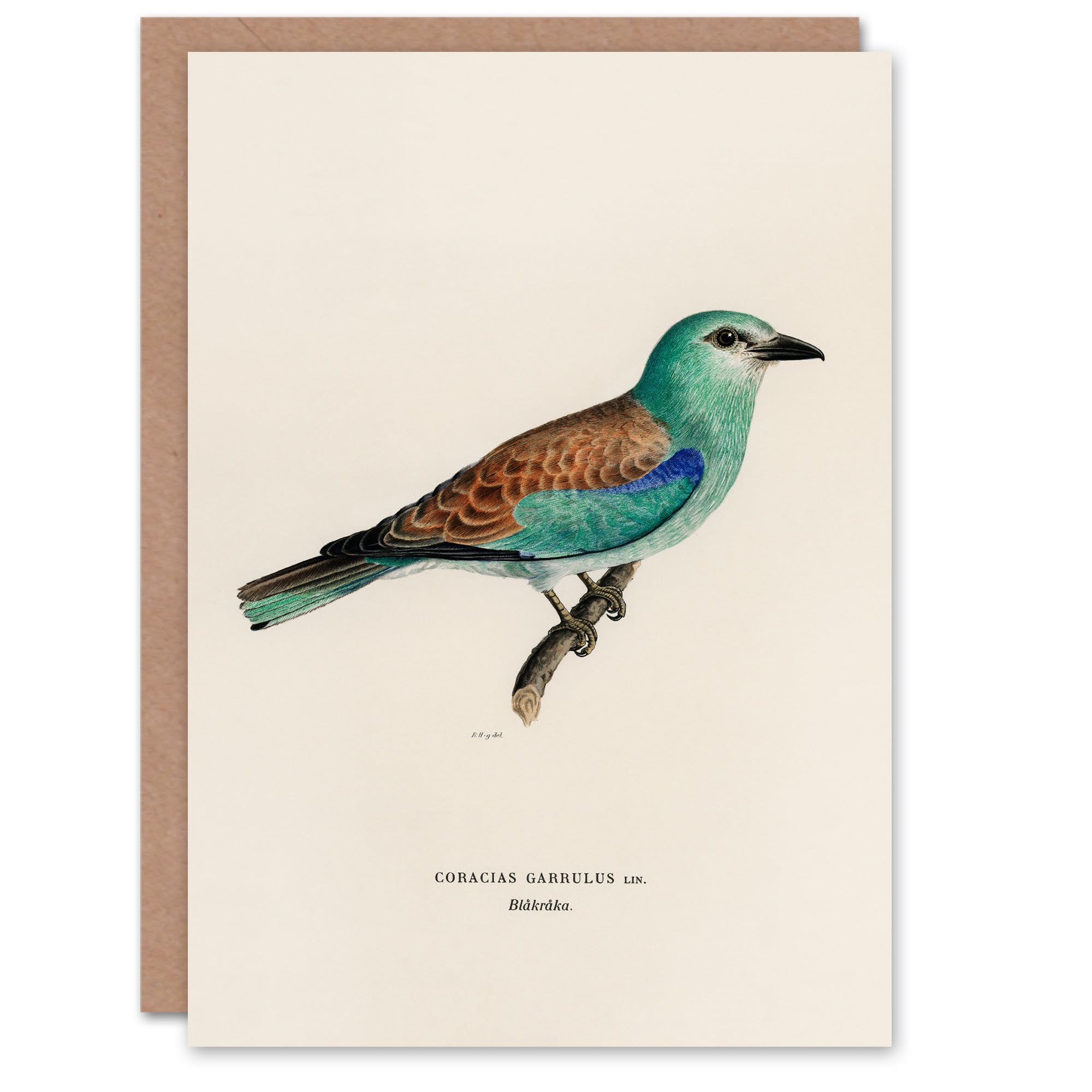 Artery8 Magnus Von Wright Art Card European Roller Bird