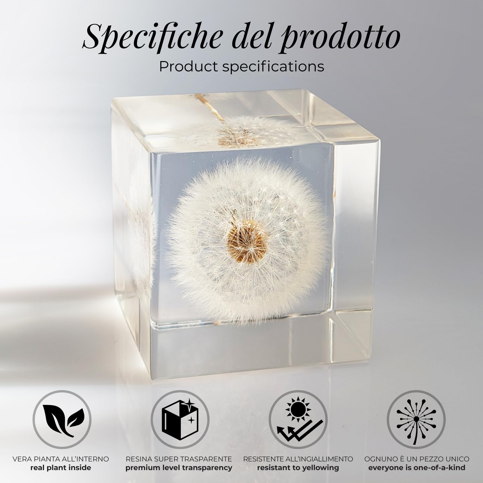 Amoroses WISH - Dente di Leone vero, conservato in cubo di resina trasparente - Fiore Soffione in confezione elegante - Idea Regalo Originale, oggetto decorativo - Esprimi un desiderio