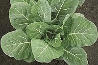 Flash Hybrid Collard Seeds - 100 Count, Mild Sweet Flavor Cutting Greens, Slow Bolting High Yields