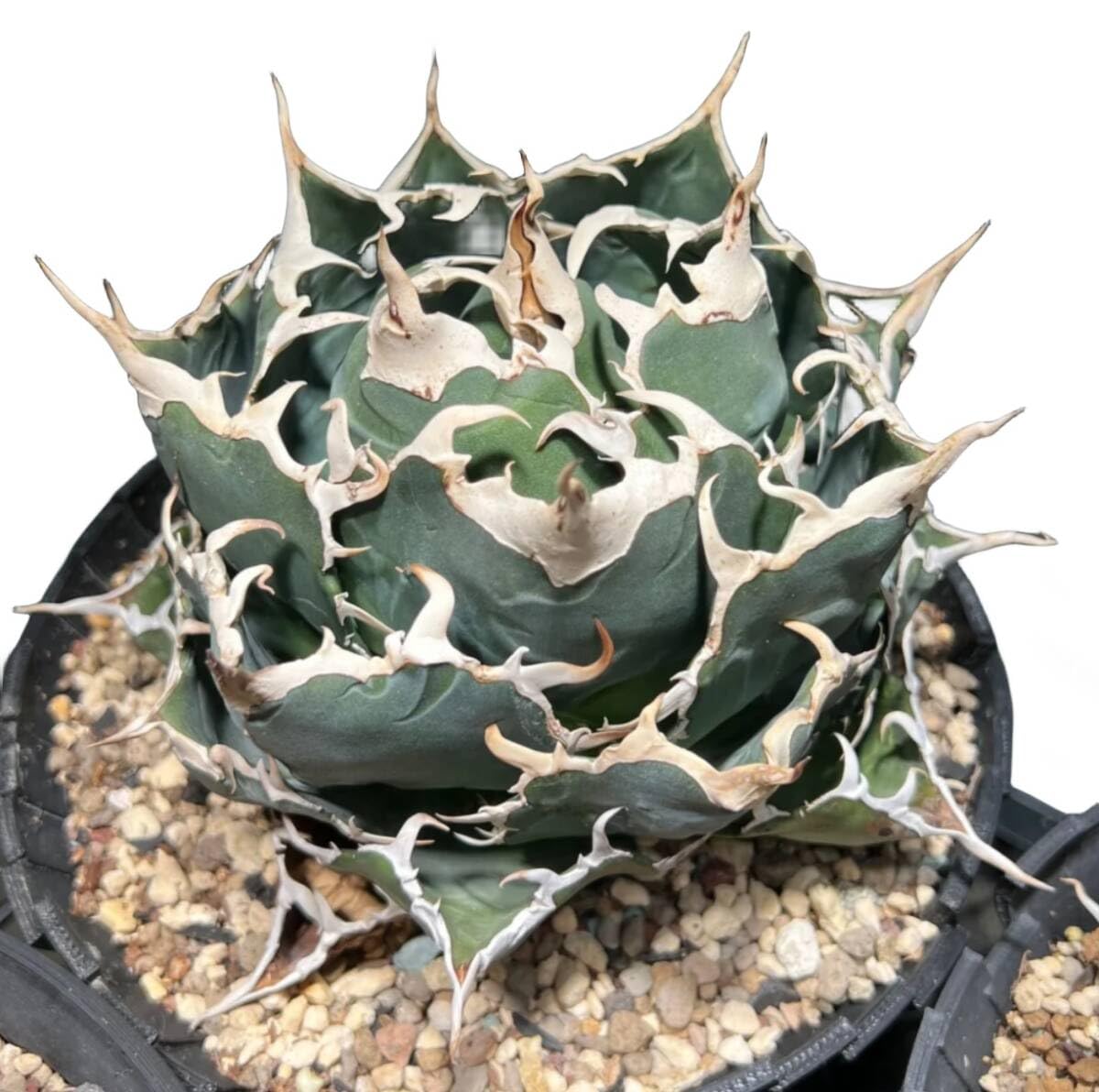 M*力様 アガベ・チタノタ・スーパー白鯨【特選】・球型株・包葉 M*