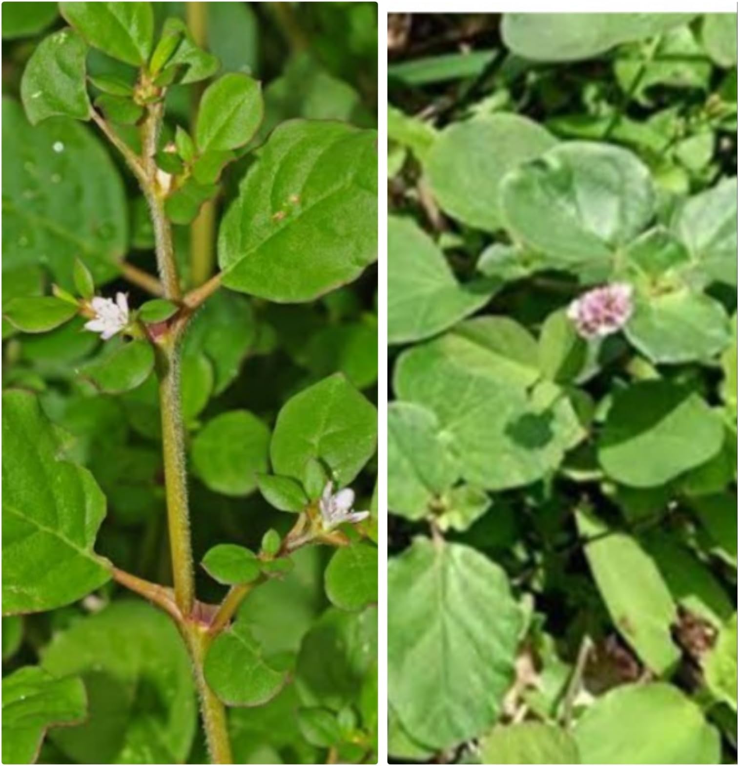 Trianthema portulacastrum & Boerhavia diffusa, Mookirattai Two types of Medicianl Plants Each 1 No.
