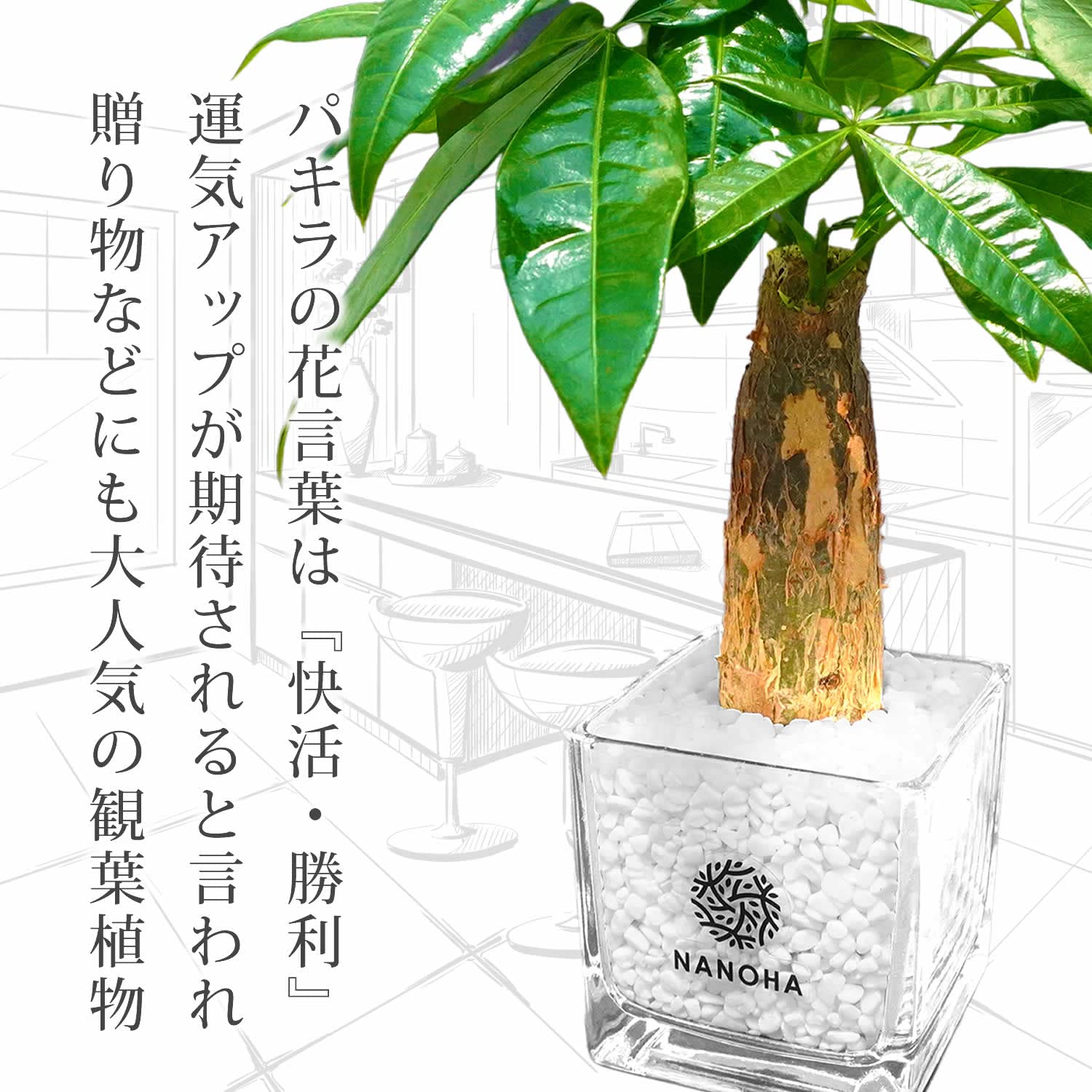 Amazon｜パキラ 白玉砂利 土を使わない観葉植物 おしゃれ 清潔感 本物