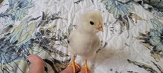 Review Image by Kiki elie