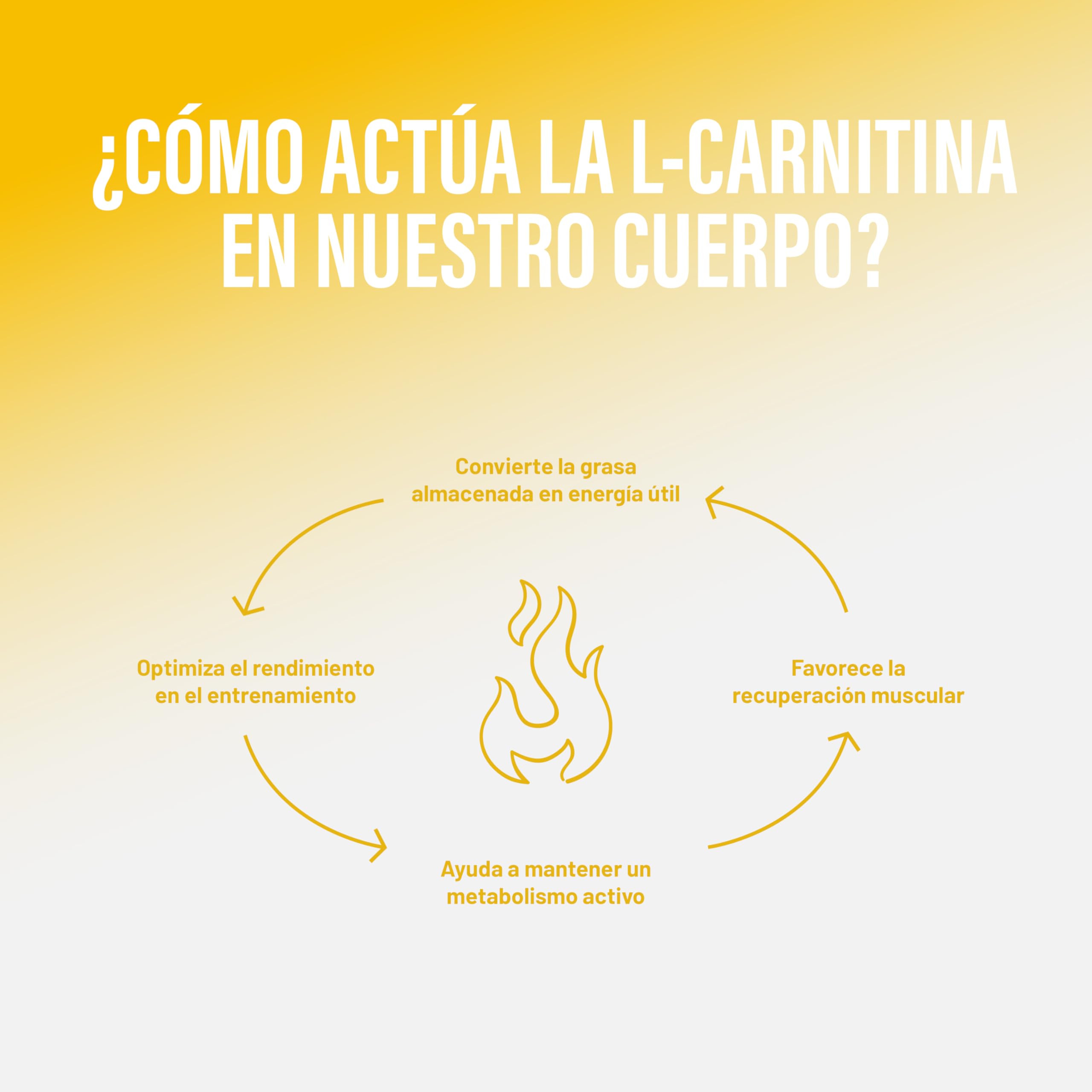 como actua la l carnitina en el cuerpo Beverly Carni Liquid 3000 | 500 ml | L-Carnitina Líquida de 3 gr por toma |  Sabores Naranja o Manzana