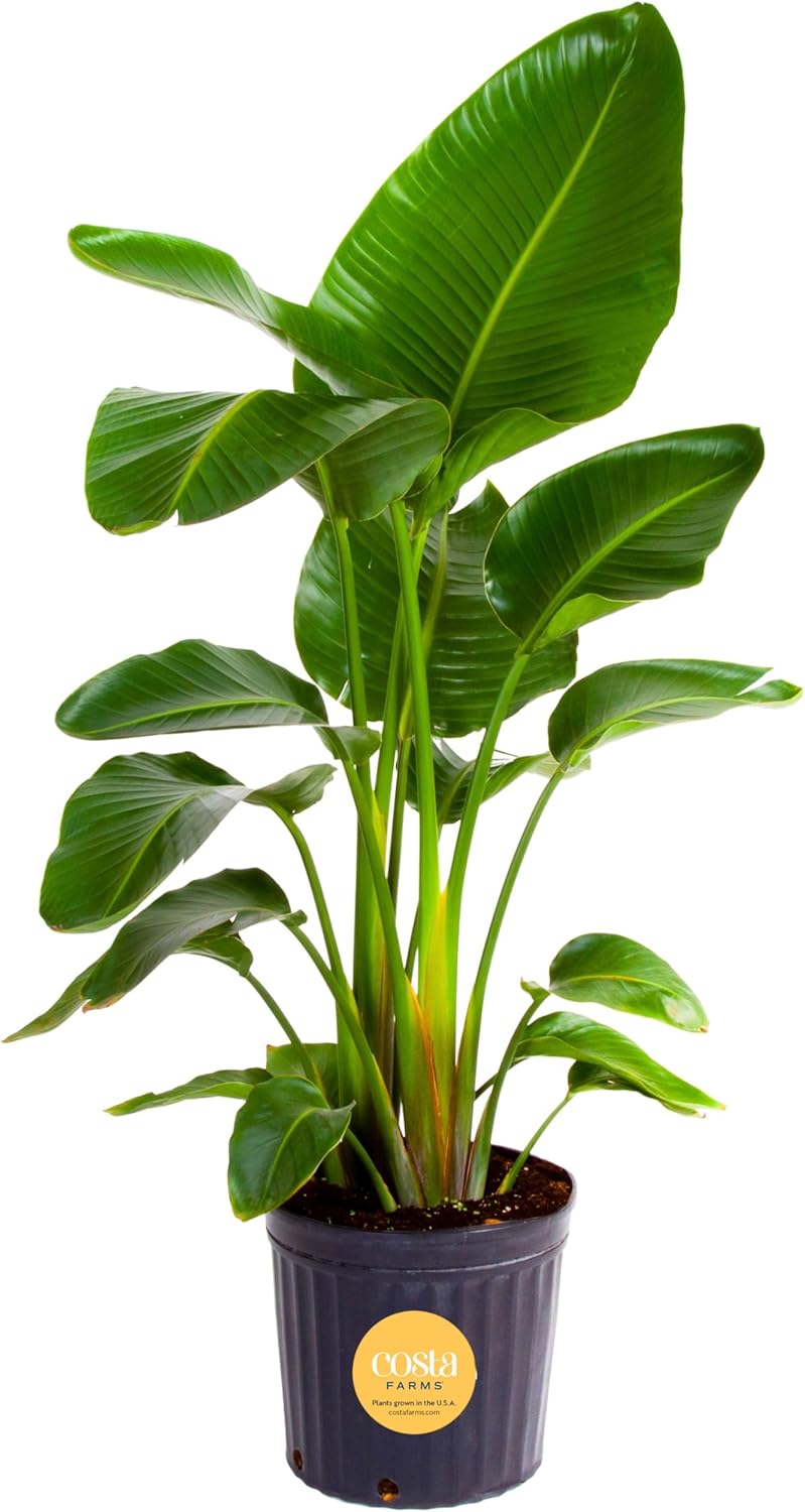Costa Farms White Bird of Paradise, Strelitzia nicolai, Live Indoor Plant in Grower Plant Pot, Air-Purifying Tropical Houseplant, Housewarming Gift, Living Room, Office, and Home Decor, 3-4 Feet Tall