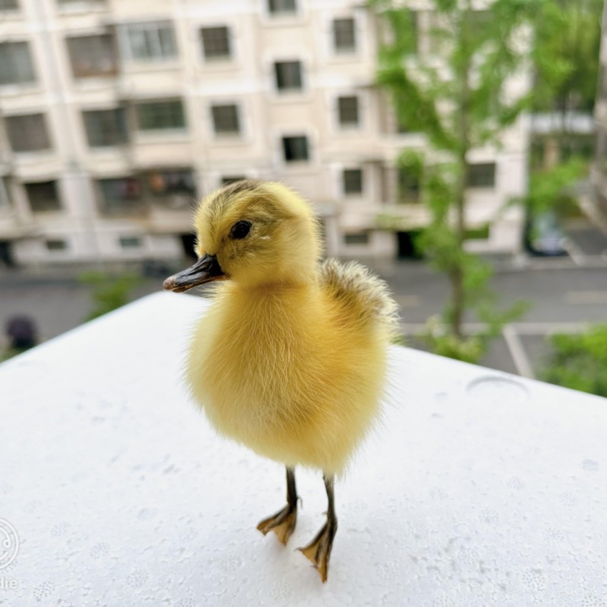 Generic Taxidermy Stuffed Eurasian Duck Specimen Teaching/Decoration