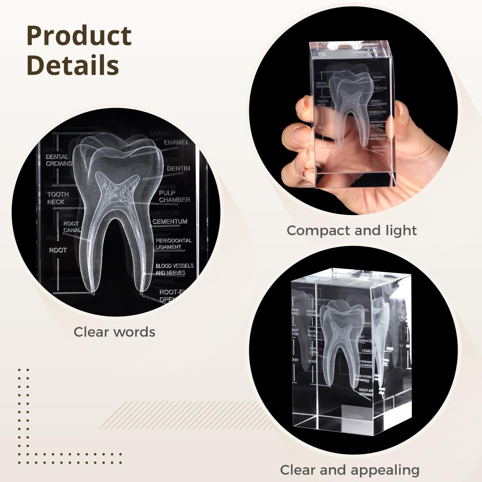 Bosreroy Crystal Human Tooth Model, Laser Etched 3D Tooth Design for Decoration, Gift for Dentists, Home Or Office