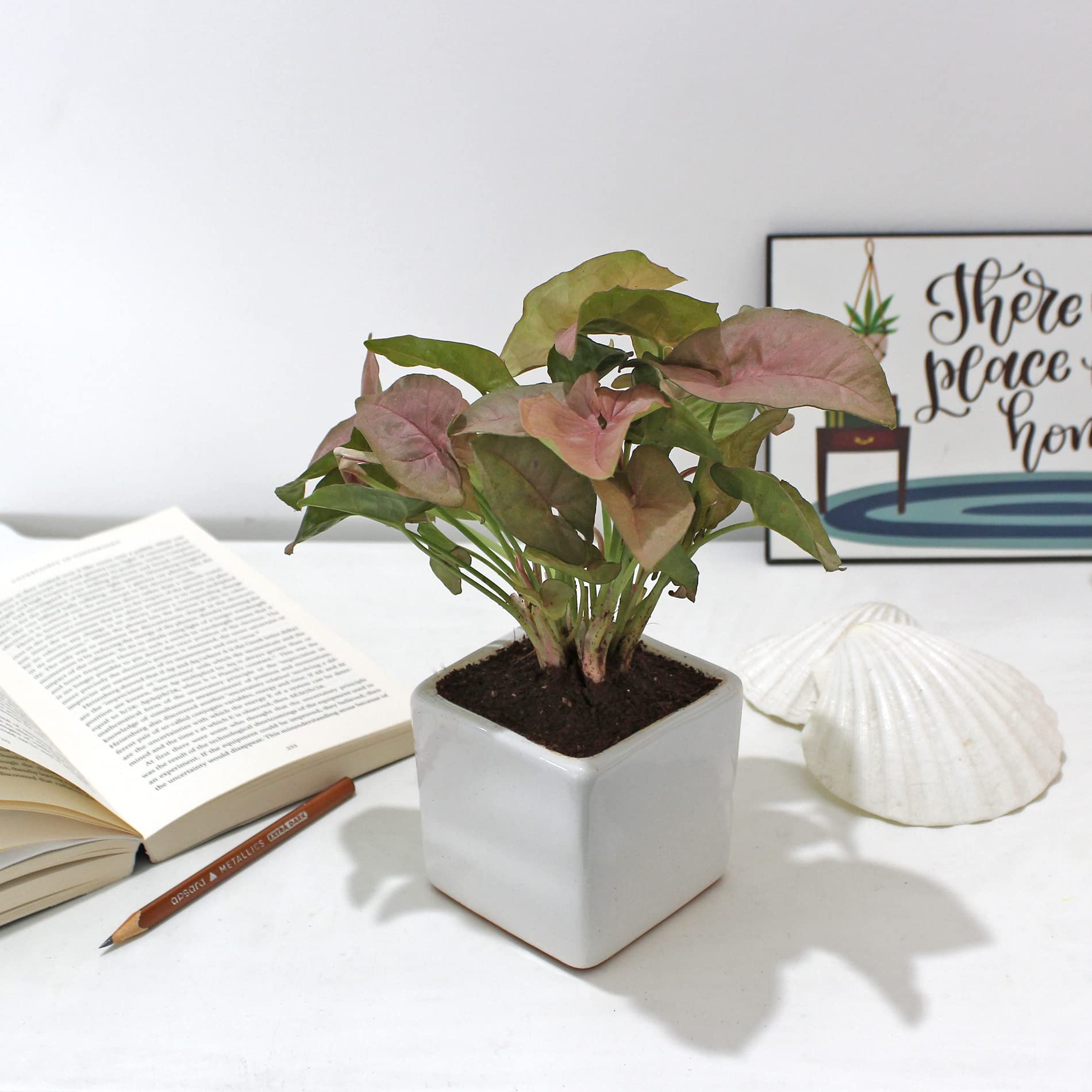 Rolling Nature Syngonium Pink Air Purifying Good Luck Indoor Live Plant in White Square Glacier Ceramic Pot (B09GPW1FDW) Amazon Price History, Amazon Price Tracker