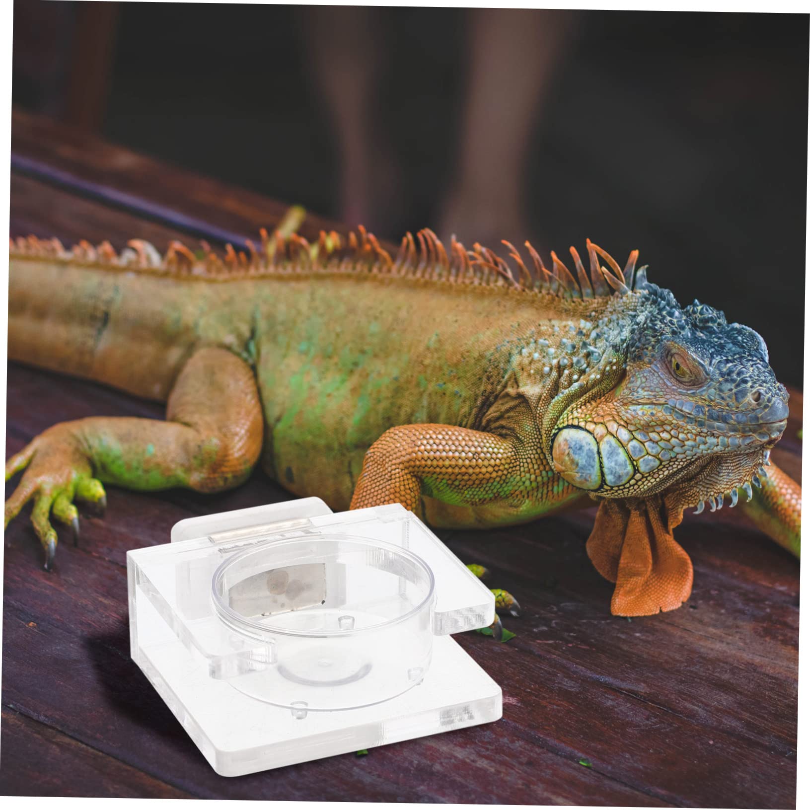 INOOMP 5 Pezzi di Mangiatoia per Rettili in Materiale Avanzato Ciotola per Lucertole Design Pratico Facile da Usare per Rettili