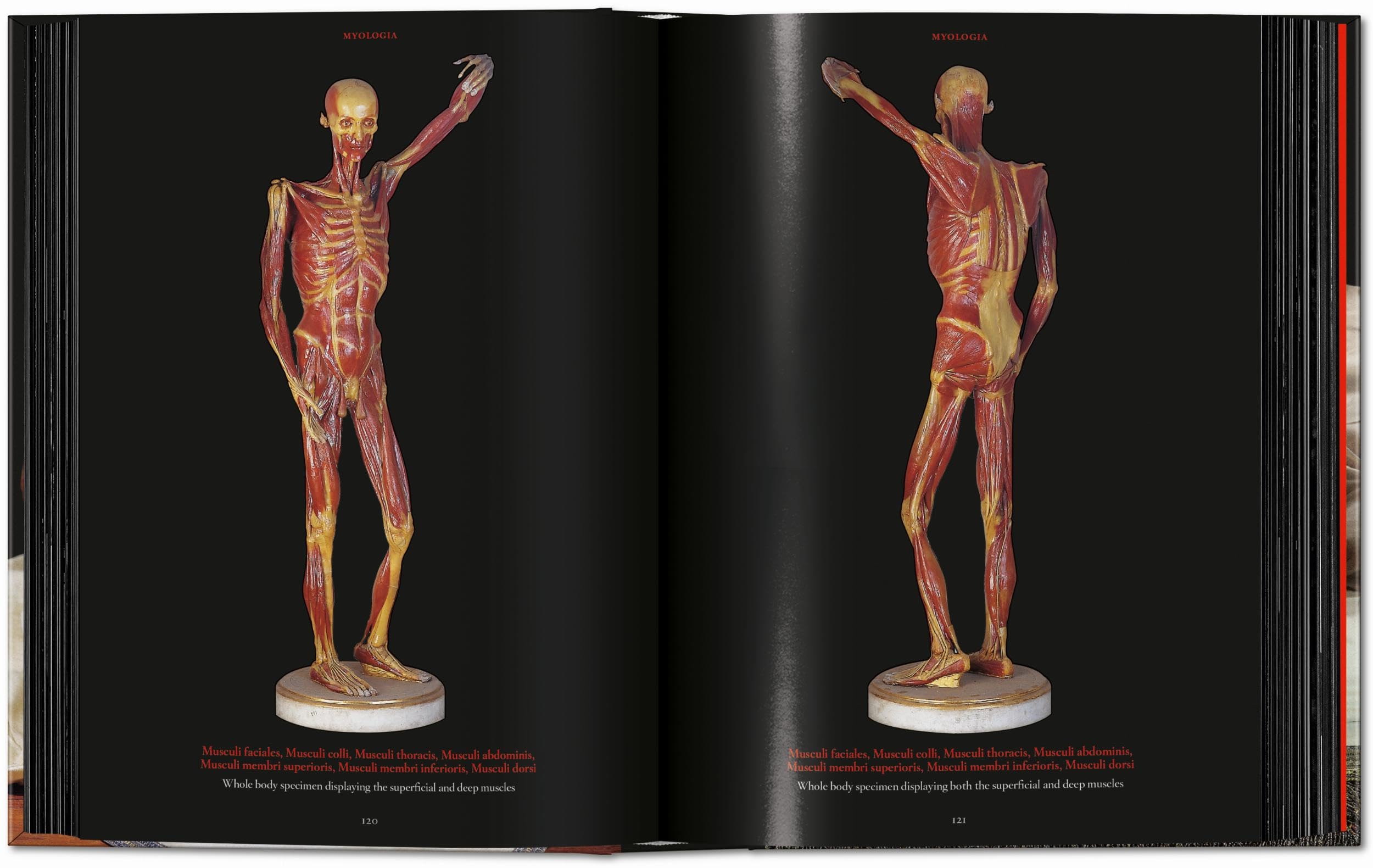 Anatomical Waxes. 45th Ed. (45th Edition)