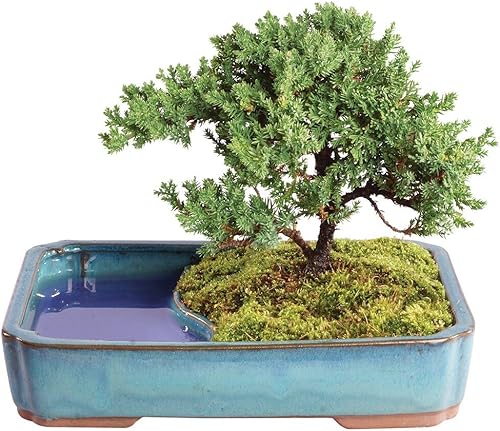 Brussel's Bonsai Árbol Bonsái de Enebro Verde Vivo - Mediano, 5 Años, 6 a 10 Pulgadas - Árbol Bonsái para Exteriores Vivo con Maceta de Agua para