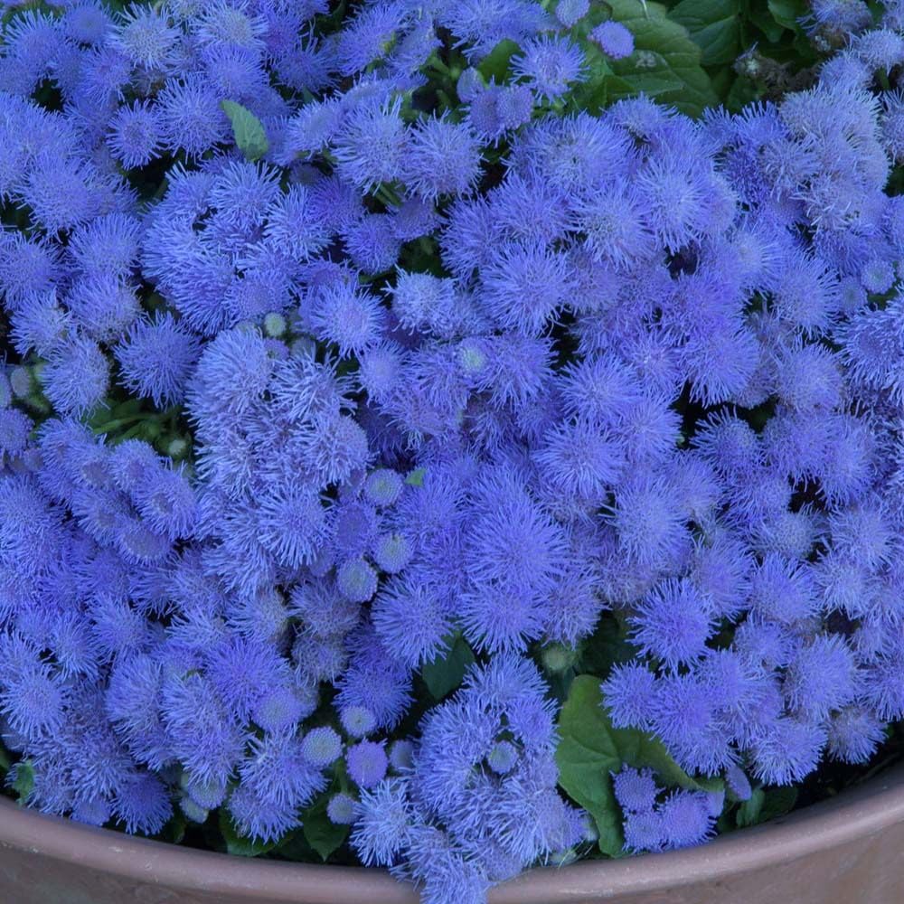 400+Mixed Ageratum Houstonianum Seeds for Planting Plant in Garden Home