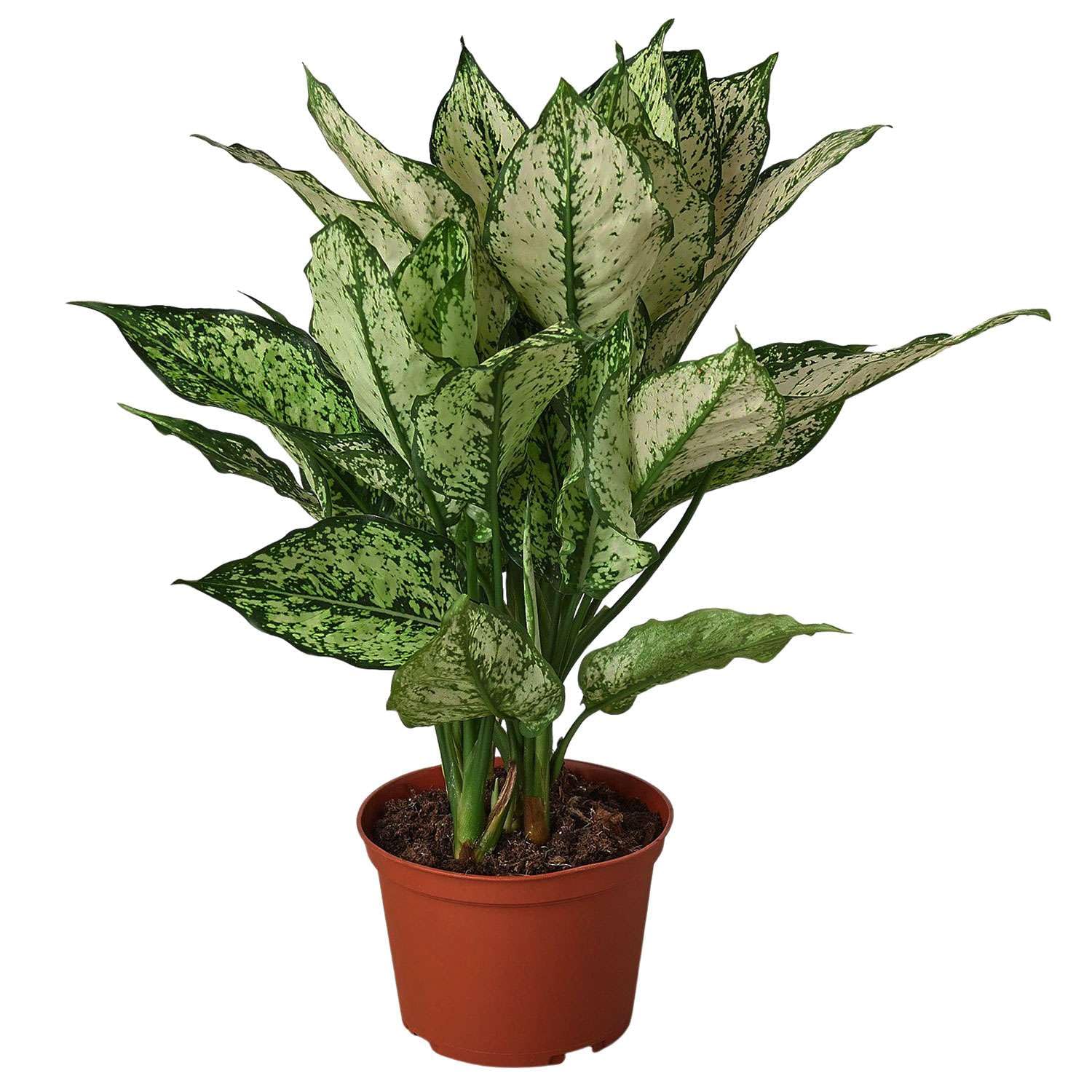 米山舞　everlasting plants Amazon.com : Chinese Evergreen First Diamond Live Plant for