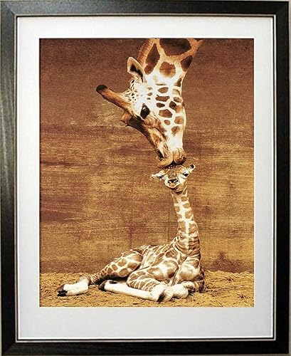 Póster enmarcado de Makulu Giraffe Mother Love First Kiss por Ron D'Raine (20 x 16 pulgadas)