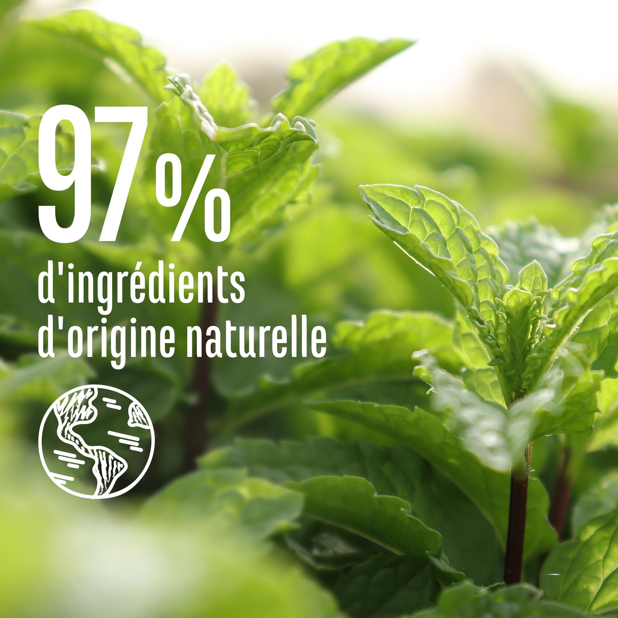 Le Petit Marseillais – Shampooing Anti-Pelliculaire Menthe Bio & Huiles Essentielles (flacon de 250 ml) – Shampoing sans silicone pour cheveux sujets aux pellicules – 97 % d'origine naturelle