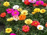 Vista 7 de Semillas Musgo Rosa Doble Mezcla Portulaca Flores Anuales
