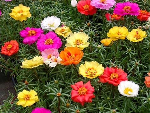 Miniatura 9 de Semillas Musgo Rosa Doble Mezcla Portulaca Flores Anuales