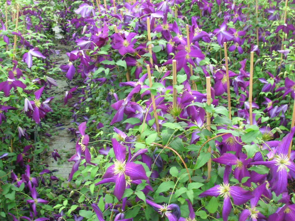 Clématite jackmanii Jackmanii Purpurea® 'Zojapur'