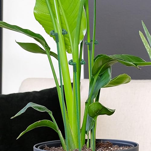 Miniatura 6 de Paquete de 30 estacas pequeñas para plantas de interior, 3 tamaños de 6.710.714.6 pulgadas, estacas de soporte para plantas de un solo tallo para