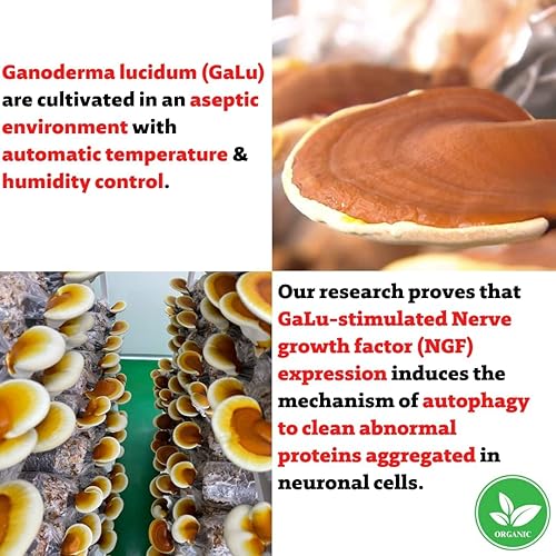 Miniatura 3 de SmarT-101, altamente recomendado para niebla cerebral, mejora la memoria, mejora la calidad del sueño, suplemento de hierbas, vegano, 60 tabletas.