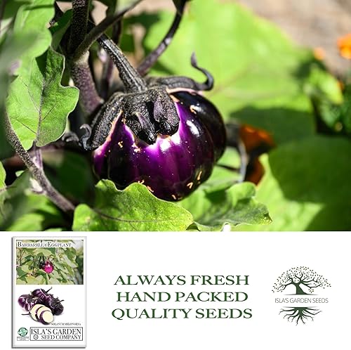Miniatura 3 de Semillas de berenjena Barbarella para plantar, más de 20 semillas por paquete, semillas de jardín de Isla (semillas de jardín de Isla), semillas sin