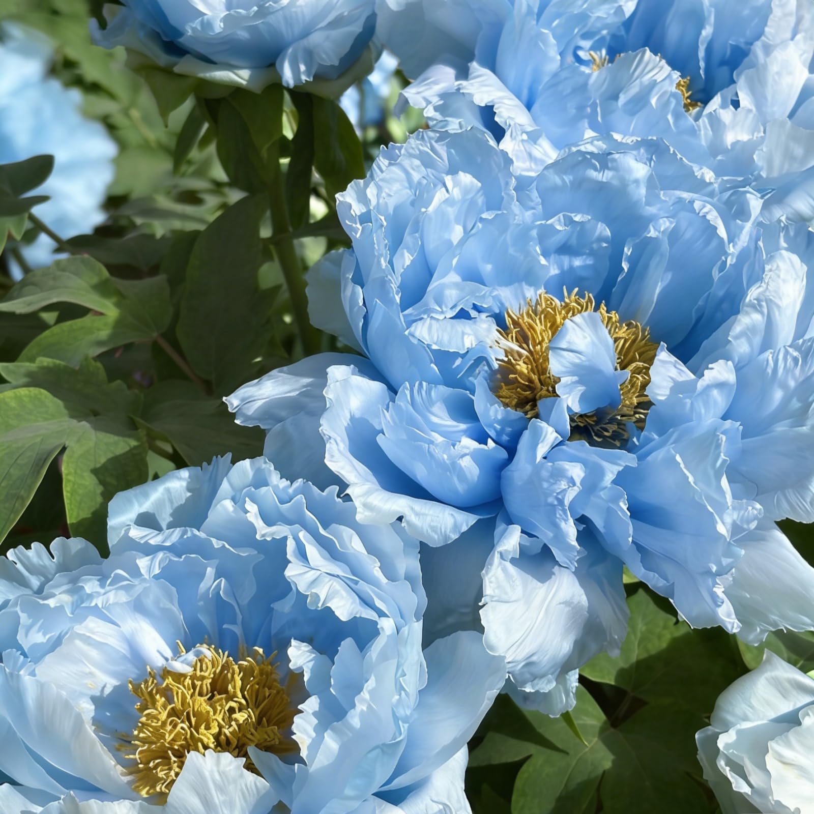 Peonía Asia Azul, híbrido de peonías grande, planta perenne resistente al invierno, plantas de Holanda para jardín y maceta (no semillas, bulbos o artificiales).-5bulbo-B