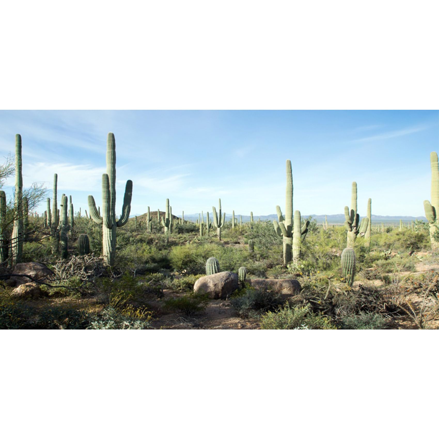 MIRRORANG 91x41cm Terrarium Background Blue Sky Desert Oasis Stone Cactus Reptile Habitat Background Durable Vinyl Background โ image 1