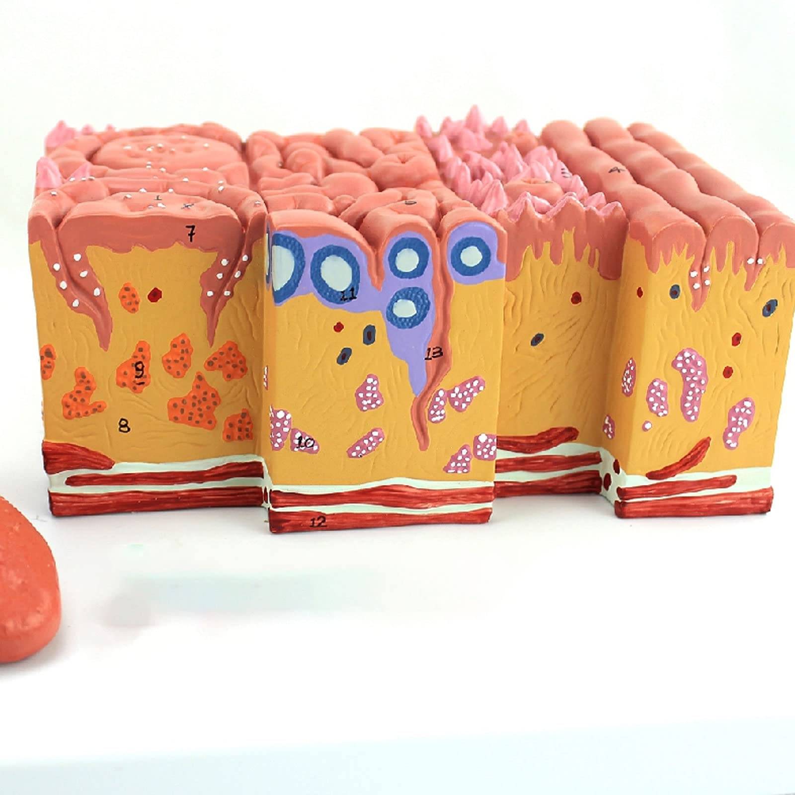 Modelo De Anatomía De La Lengua Humana Recubrimiento De La Lengua Lengua Papila Palas Gustativas Enseñanza De Gastroenterología Oral