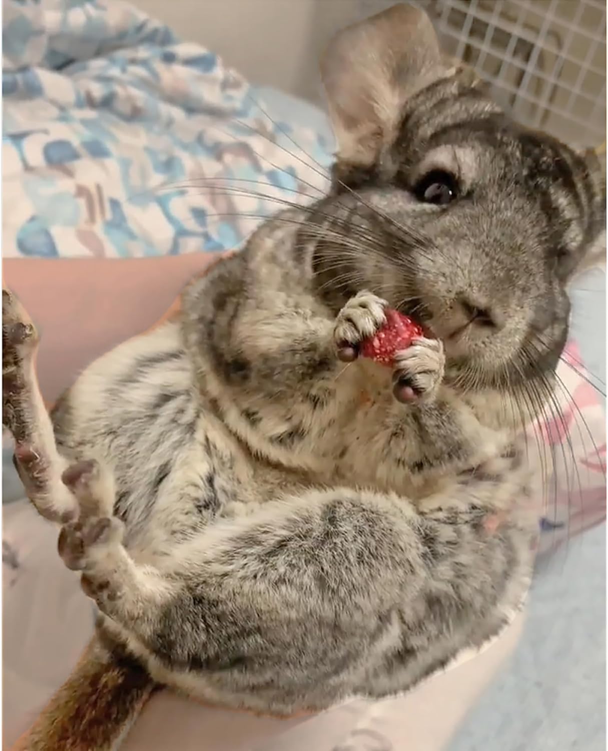 Chinchilla Treat Sampler - Healthy Natural Assorted Variety Treat Package - Rose Hips, Pea Flakes, Calendula Flowers, Timothy Puff Sticks & More - For Pet Chinchilla & Other Herbivores