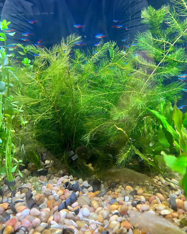 Aquarium live floating plants hornwort Pack of 19 (B0CRPF5517) Amazon Price History, Amazon Price Tracker