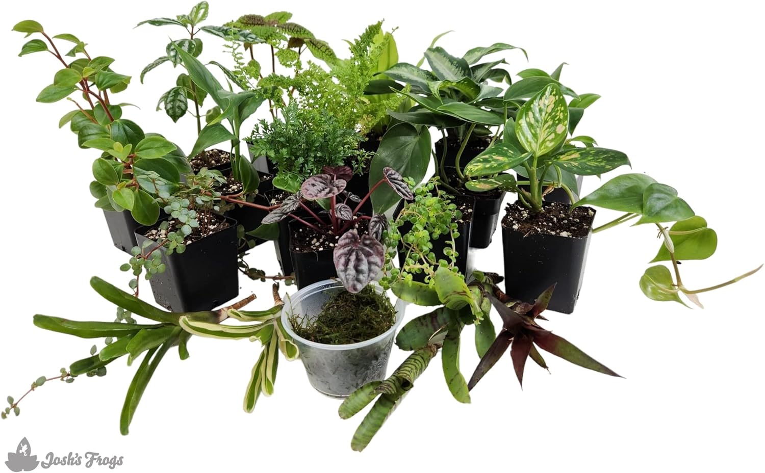 Josh's Frogs Dart Frog Vivarium Bioactive Plant Kits (40-55 Gallon)