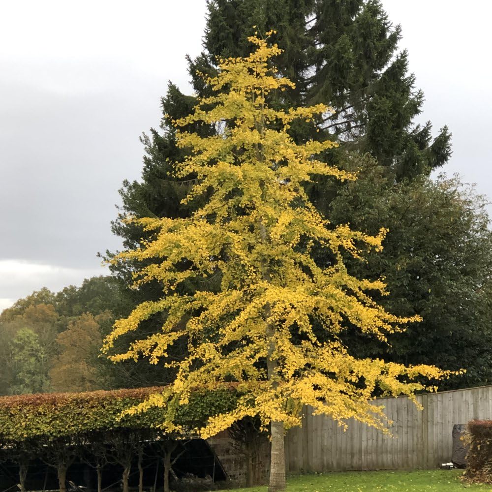 Ginkgo biloba - Hardy Maidenhair Tree, Unique Fan-Shaped Foliage, Golden Autumn Display - 1x 7 Litre Potted Plants By Thompson & Morgan