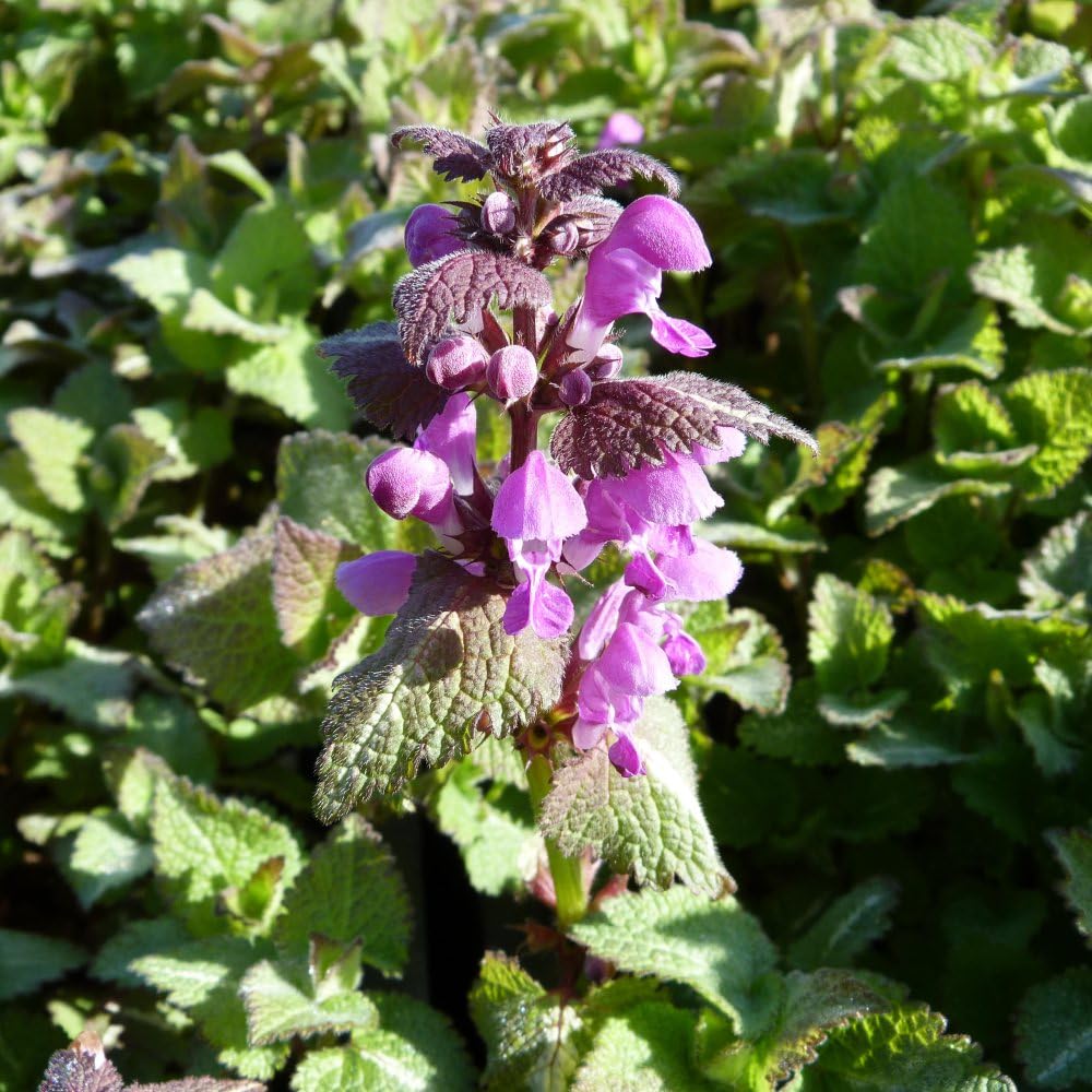 Lamium maculatum 'Roseum' Hardy Perennial with Eye-Catching Green and White Leaves Bright Purple-Pink Flowers Ideal Ground Cover 1X or 2X 1 Litre Pots by Thompson and Morgan