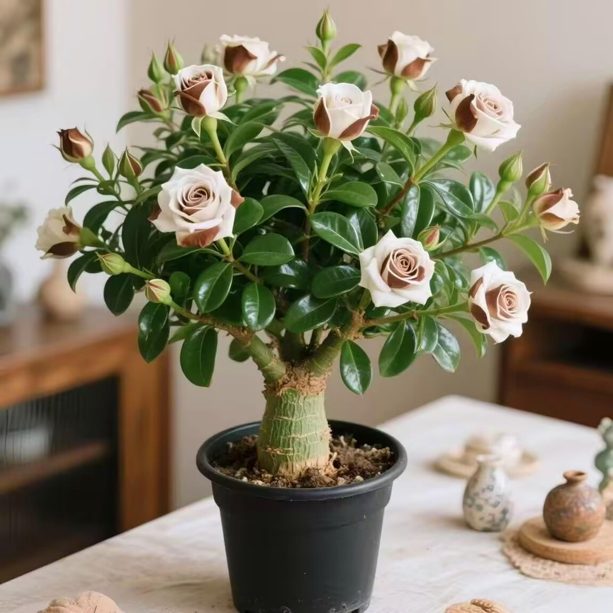 Desert Roses That Bloom All Year Round - Full of Flowers in Spring, Summer and Autumn, Evergreen in Winter,Hardy Perennial, Plants UK, Excellent Display-1bulbs-B