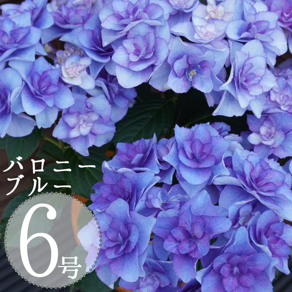 Amazon.co.jp: バロニーブルー 6号鉢 さかもと園芸 達人のあじさい 母