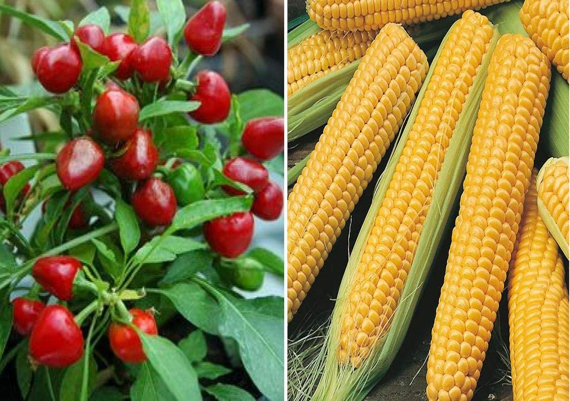 VIBEX -® VXL-768 F1 Hybrid Chilli Red Pearl Queen and F1 Hybrid Sweet Corn Seeds (B08YX1F2ML) Amazon Price History, Amazon Price Tracker