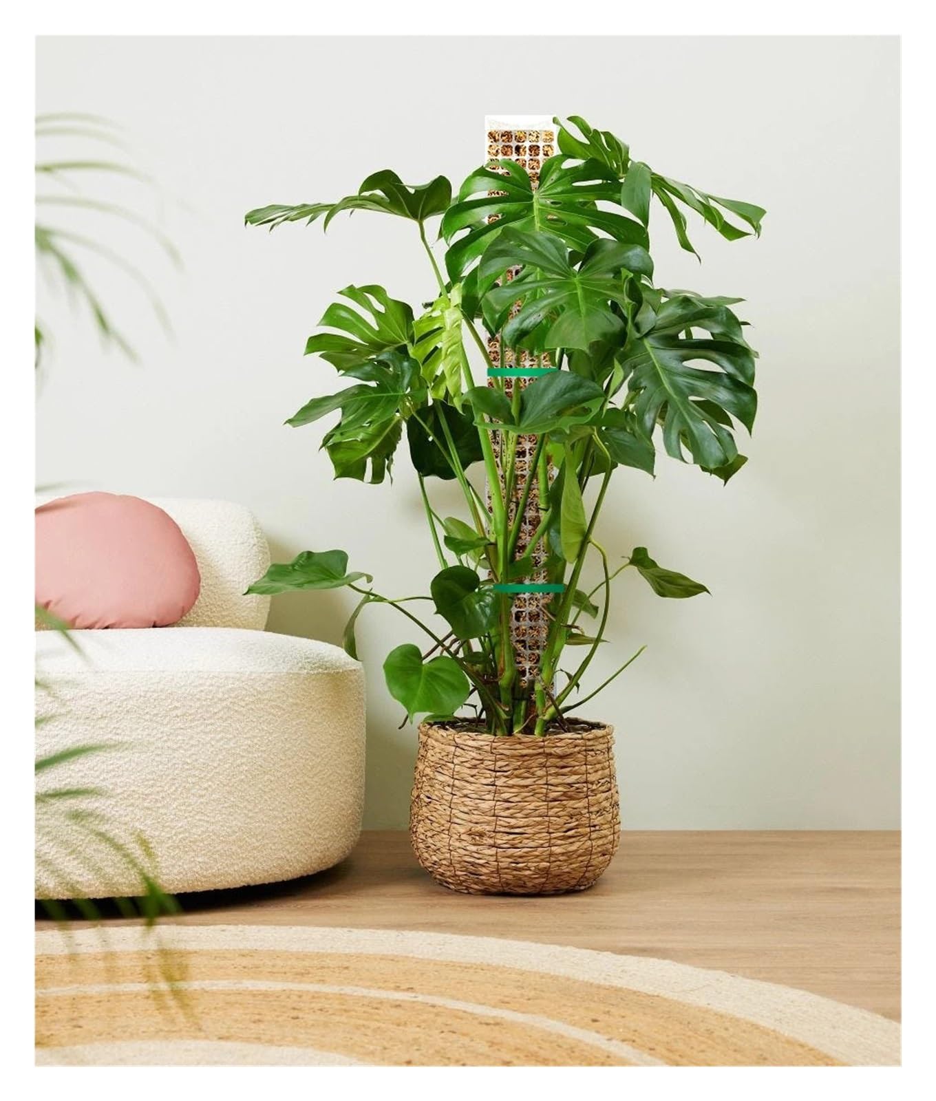 Tuteurs Pour Plantes Poteau en mousse 24/36/48 pouces for Monstera | Grands poteaux en forme de D, plantes grimpantes en Pot, mousse de sphaigne, piquet de croissance de jardin(48inch-4pack)