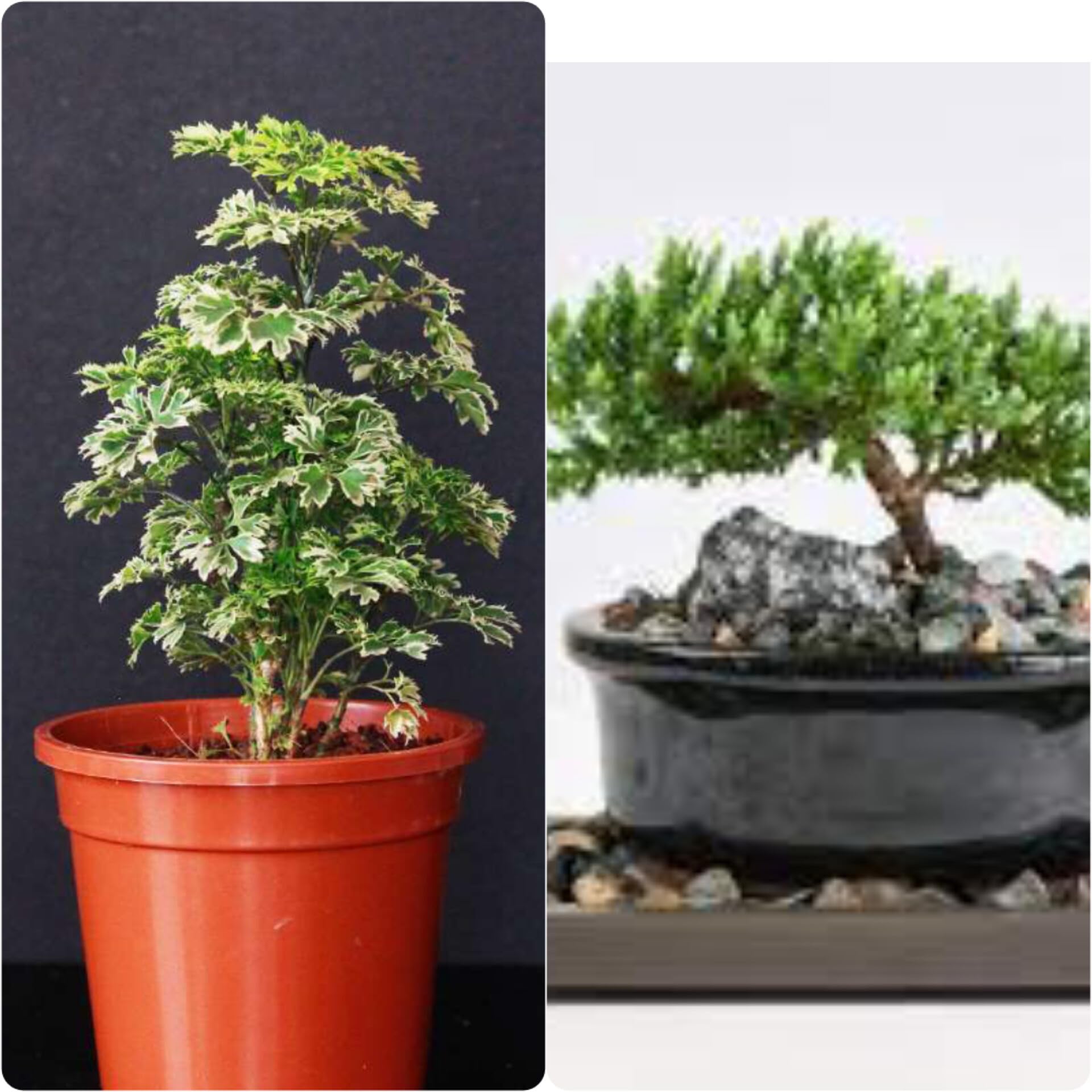 Oxygen plants for home indoor no sunlight,Kamini plant,Aralia plant (Pack of 2) (B0CTZTJXL6) Amazon Price History, Amazon Price Tracker